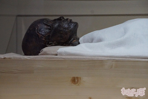 ミイラ 科学博物館 たけし