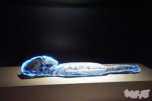 ミイラ 科学博物館 たけし