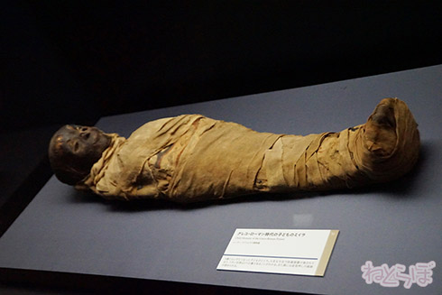 ミイラ 科学博物館 たけし