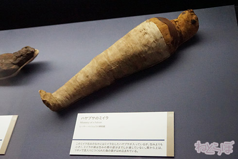 ミイラ 科学博物館 たけし