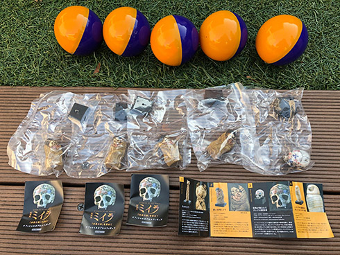 ミイラ 科学博物館 たけし