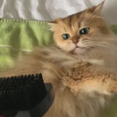 ブラシやだにゃん