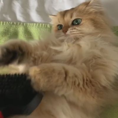 ブラシやだにゃん