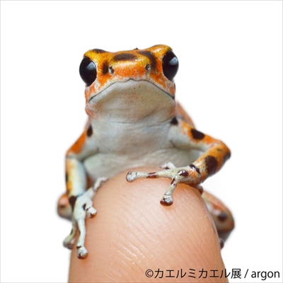 カエルミカエル展