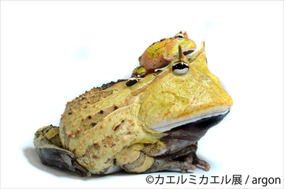 カエルミカエル展