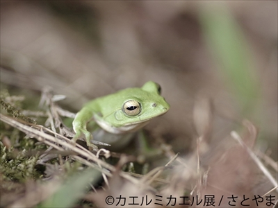 カエルミカエル展