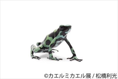 カエルミカエル展