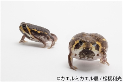 カエルミカエル展