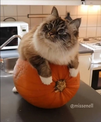 カボチャがお気に入りな猫ちゃん