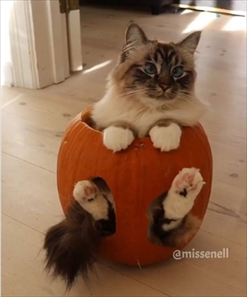 カボチャがお気に入りな猫ちゃん