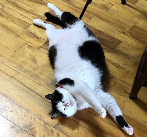 ペット手帳 ベストショット