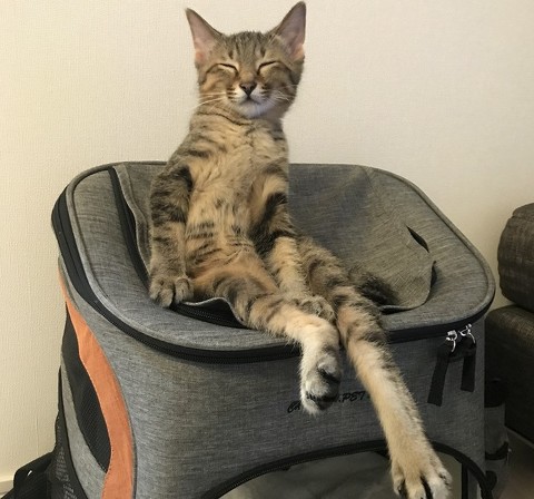 ペット手帳 ベストショット