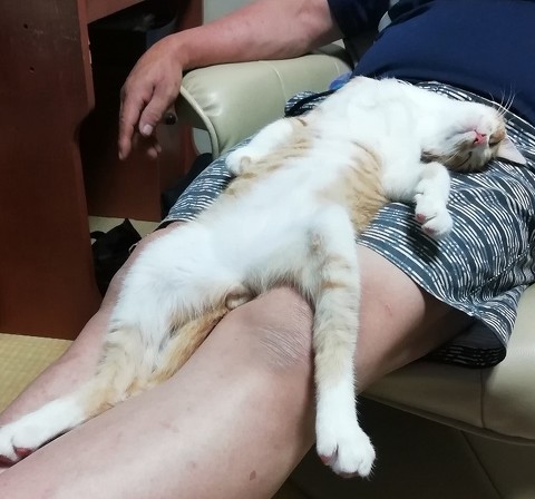 ペット手帳 ベストショット