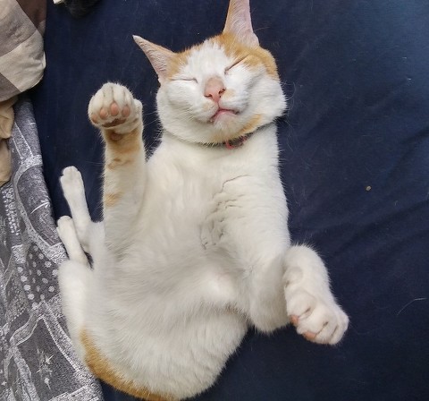 ペット手帳 ベストショット