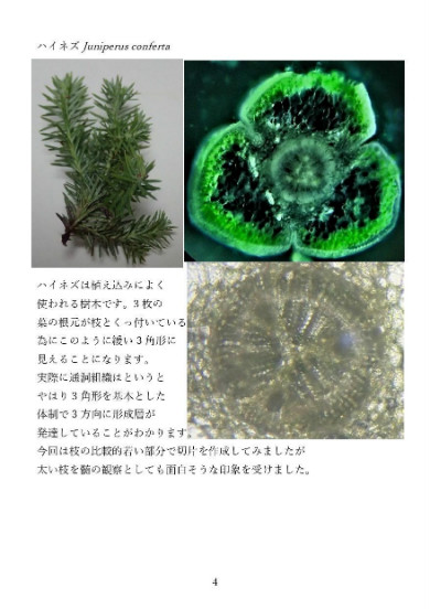 同人誌 図書館 司書 植物 顕微鏡