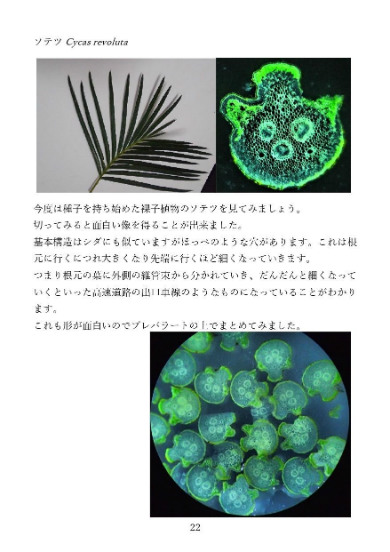 同人誌 図書館 司書 植物 顕微鏡