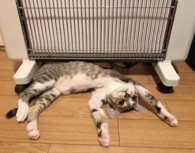 うりちゃん 猫 パネルヒーター