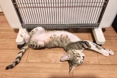 うりちゃん 猫 パネルヒーター