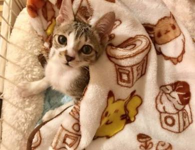 うりちゃん 猫 パネルヒーター