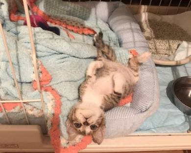 うりちゃん 猫 パネルヒーター