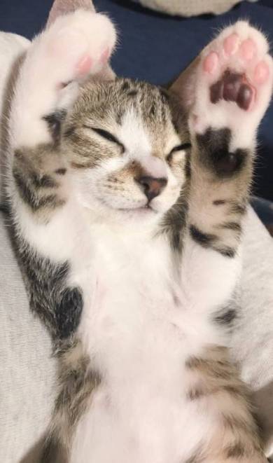 うりちゃん 猫 パネルヒーター