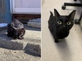 「職場に現れた黒猫にご飯をあげてかわいがったらここまで変わった」　威嚇→キラキラおめめになった元野良猫のビフォーアフター