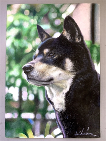 高校生画家の「色鉛筆で50時間かけて描いた犬」がため息が出る