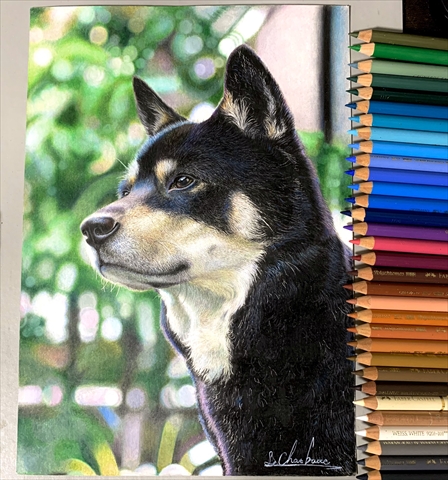 リアル色鉛筆画 【原画】No.1 犬の絵 絵画 鳳雛色鉛筆画家 通販