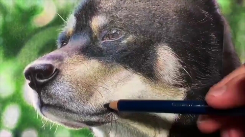 高校生画家の「色鉛筆で50時間かけて描いた犬」がため息が出る