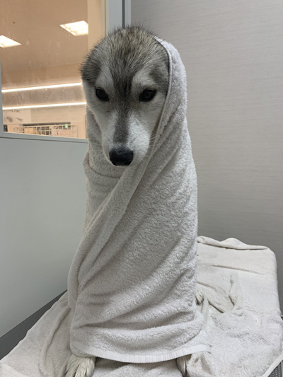 タオル巻きユキちゃん