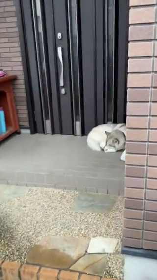 丸まっているユキちゃん