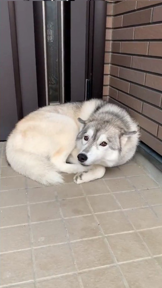 丸まっているユキちゃんややアップ