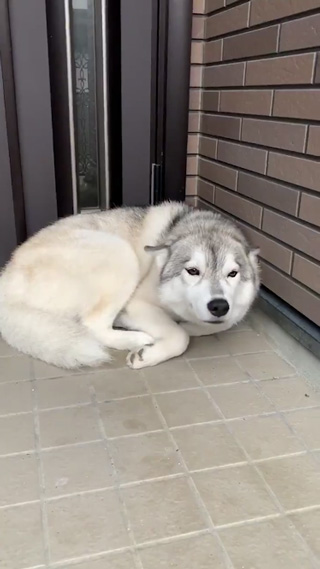 前足をちょっとあげるユキちゃん