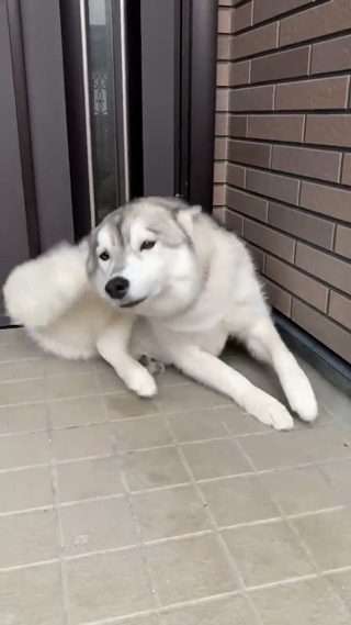 立ち上がるユキちゃん