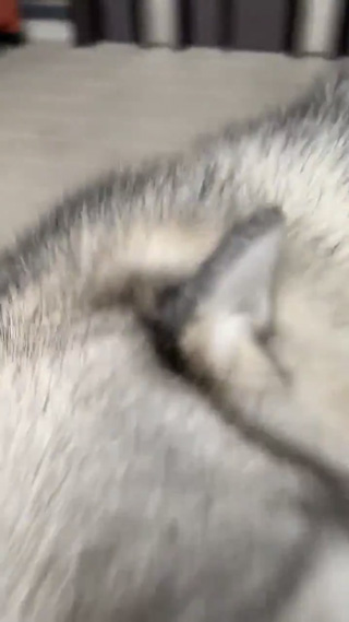 ドアップユキちゃん
