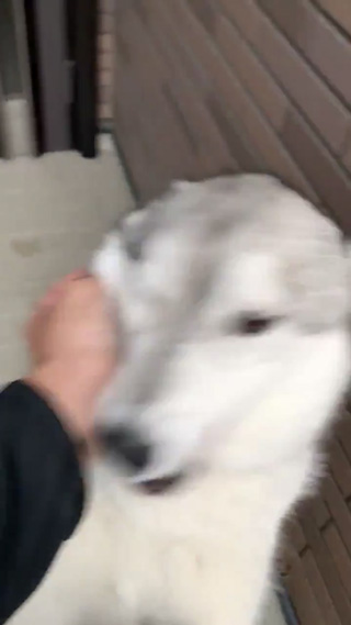 ブレるゆきさん