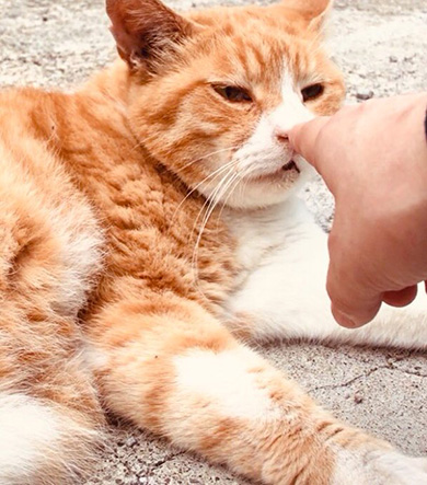 波多野テルテさん