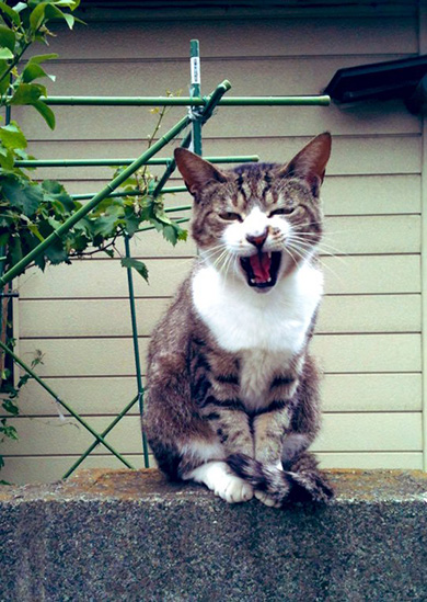 波多野テルテさん