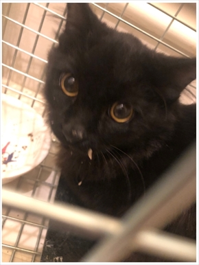 中川翔子 保護猫 子猫 保護 ブログ