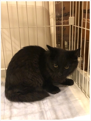 中川翔子 保護猫 子猫 保護 ブログ