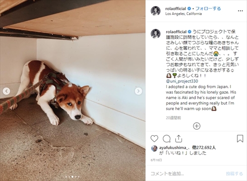 ローラ 保護犬 あき UNI project インスタ