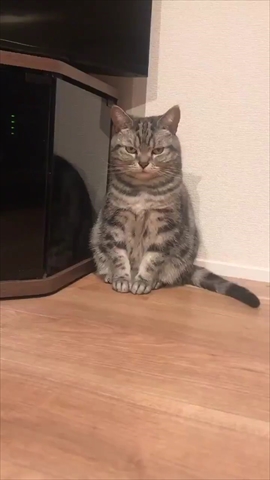 眠い猫