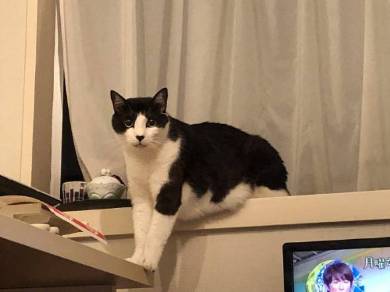 売り子猫 ミーくん