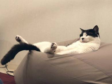 売り子猫 ミーくん