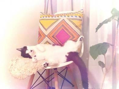 売り子猫 ミーくん