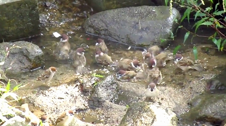 まるで温泉のの団体客のようなスズメ達