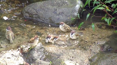 まるで温泉のの団体客のようなスズメ達