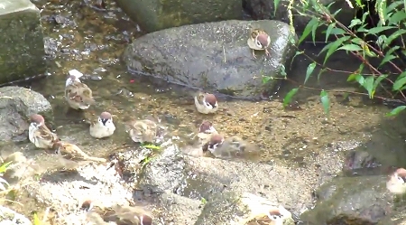 まるで温泉のの団体客のようなスズメ達