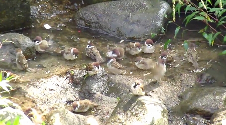まるで温泉のの団体客のようなスズメ達