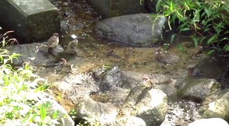 まるで温泉のの団体客のようなスズメ達